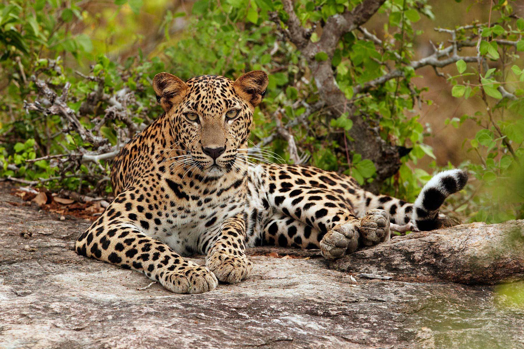 leopard