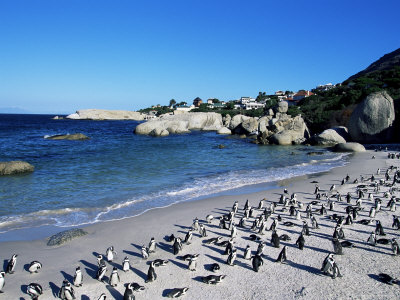 cape town pingvin