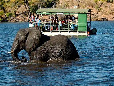 Zambia namibia elefánt