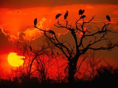 afrika botswana madarak