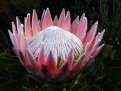 protea