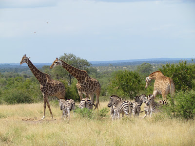 kruger