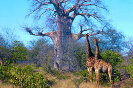 mozambik limpopo